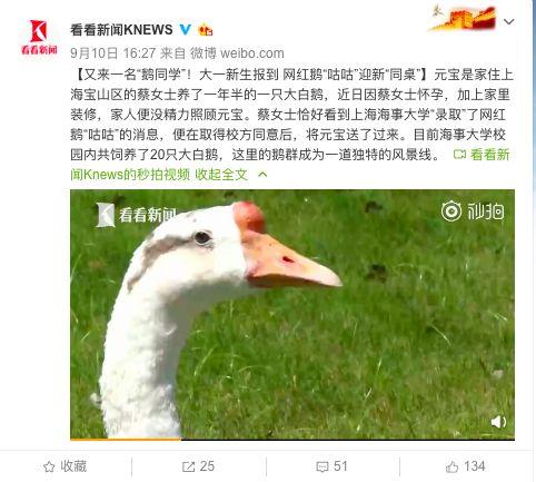 电影下载 网红大鹅,网络红人的崛起与影响